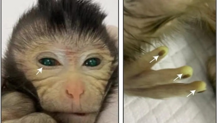 "Ha vissuto soltanto 10 giorni...": la scimmia che ha commosso il mondo è morta  --- (Fonte immagine: https://www.velvetpets.it/wp-content/uploads/2023/11/scimmia-chimera-velvetpets.it-11112023.jpg)