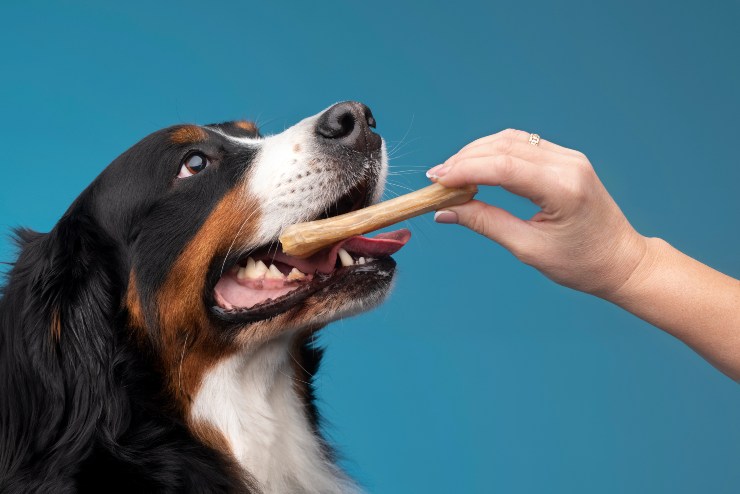 animali denti problemi