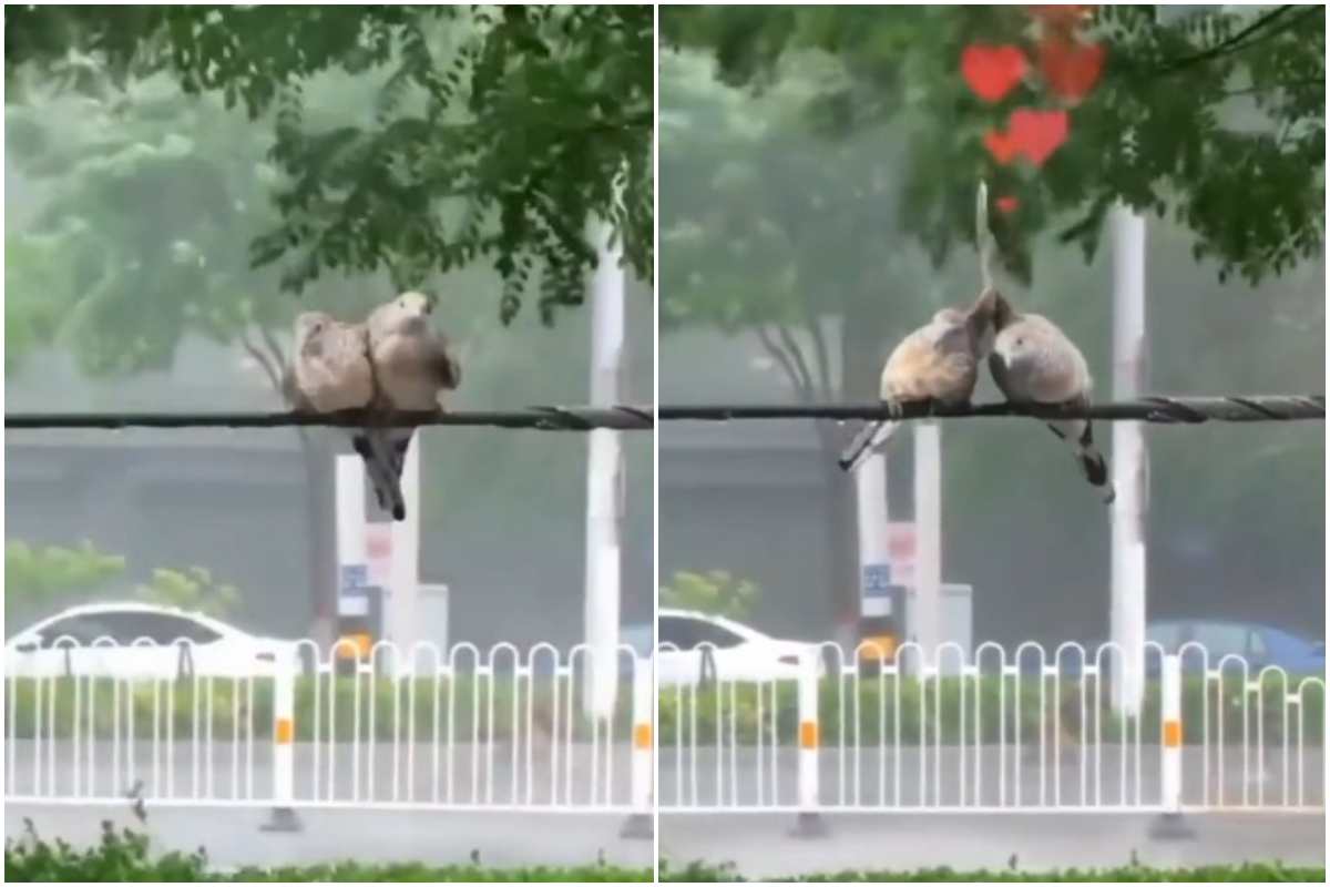 Il gesto d'amore di due uccelli