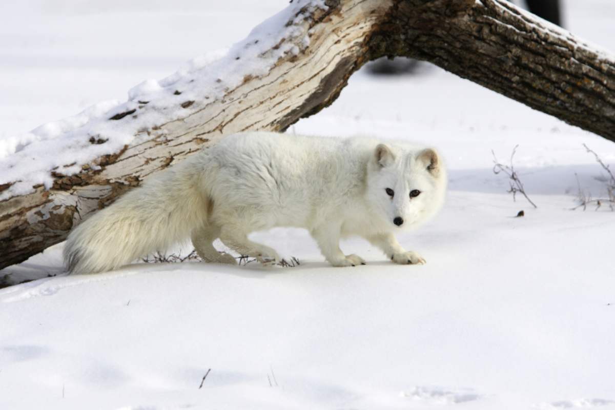 Animales y frío extremo  ¿Sabías que hay personas que pueden sobrevivir a -50 grados centígrados?