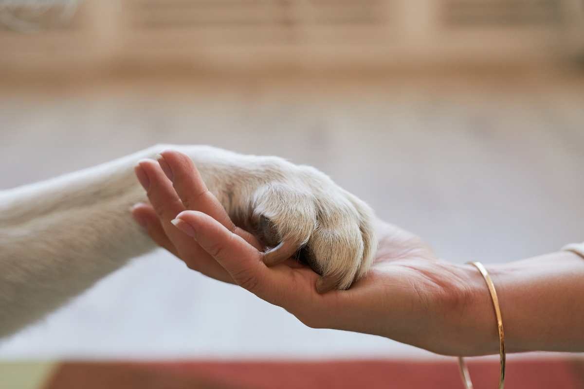 zampa cane e mano