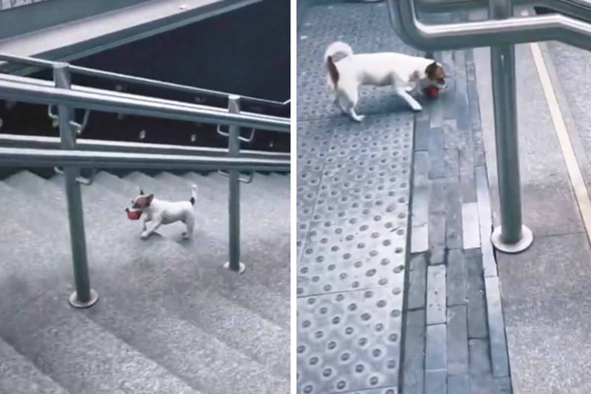 Cagnolino gioca da solo con la palla sulle scale della metro