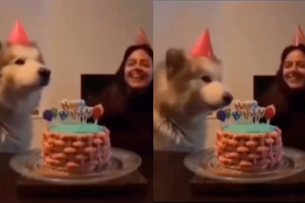 Cane: cosa ha combinato per il suo compleanno
