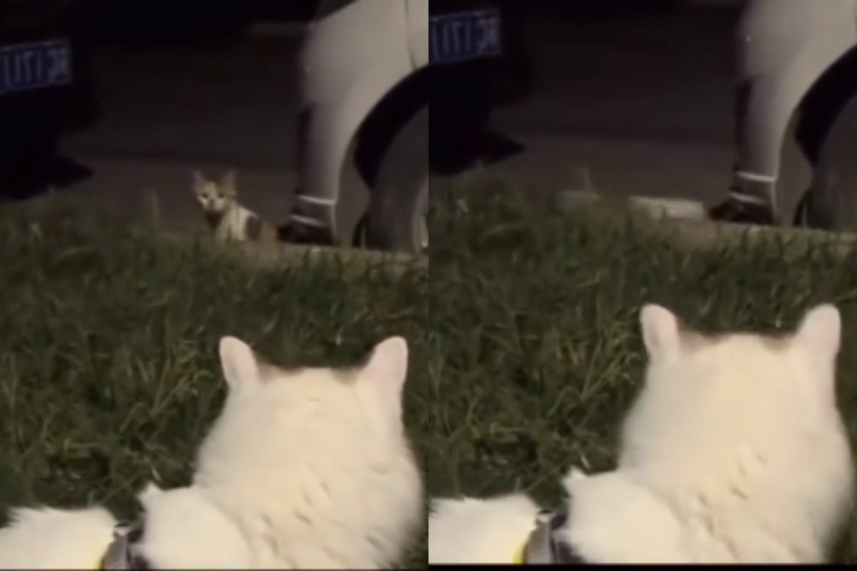 Due gatti video