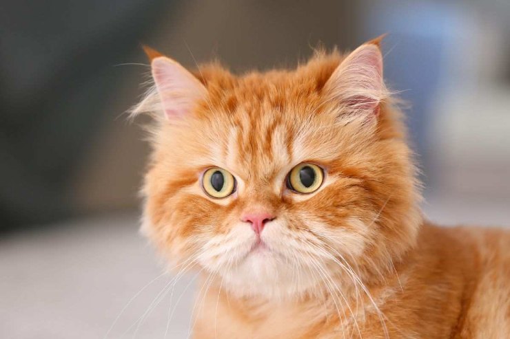 Gatto