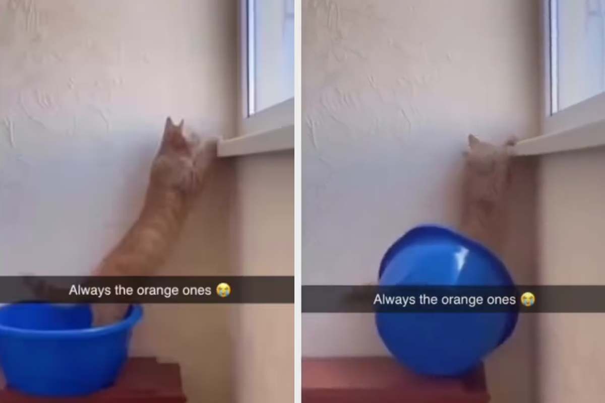 Gattoarancione