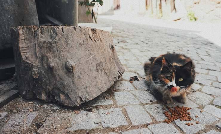 Gatto cibo