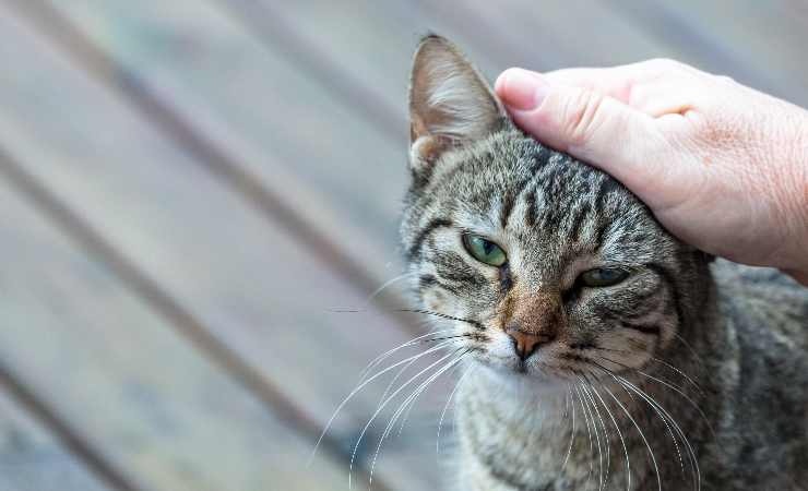 Gatto fusa