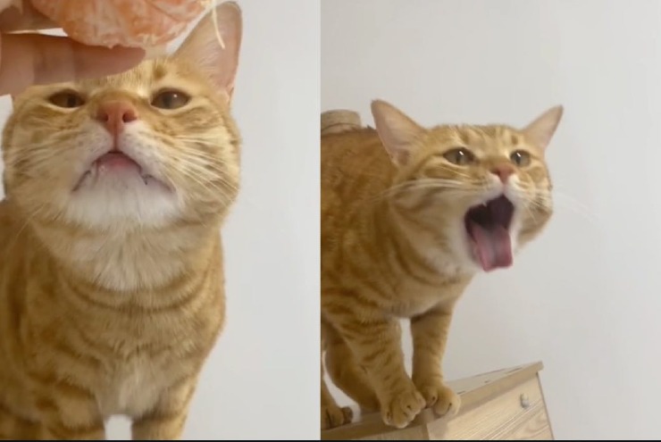 Gatto mandarino