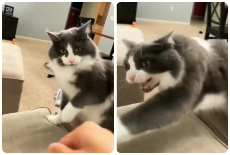 Gatto nervoso