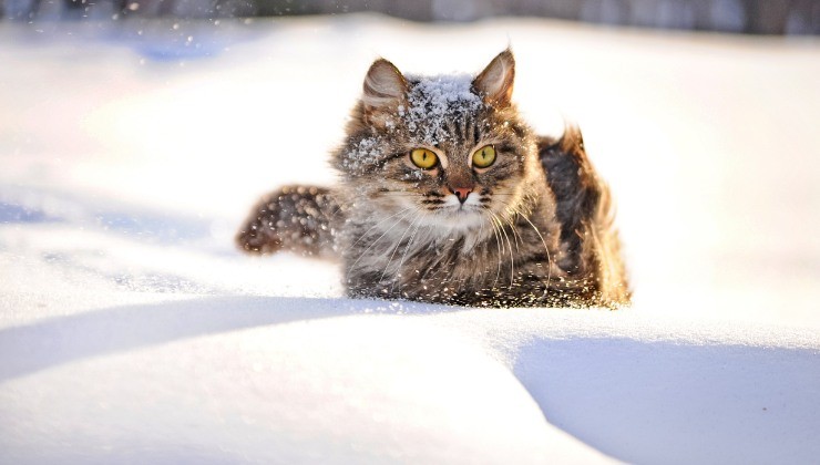 Gatto neve 