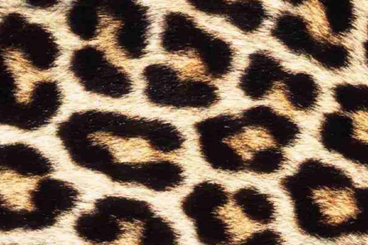 Pelo leopardo