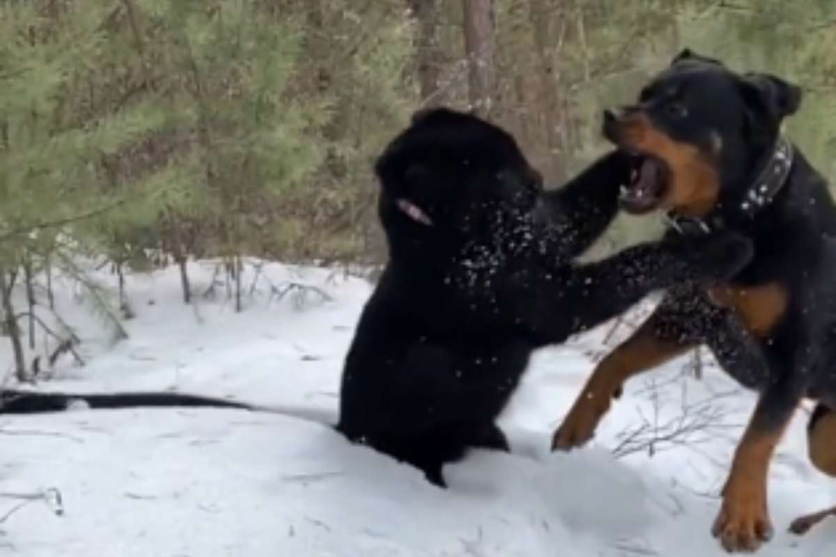 Rottweiler e pantera insieme sulla neve