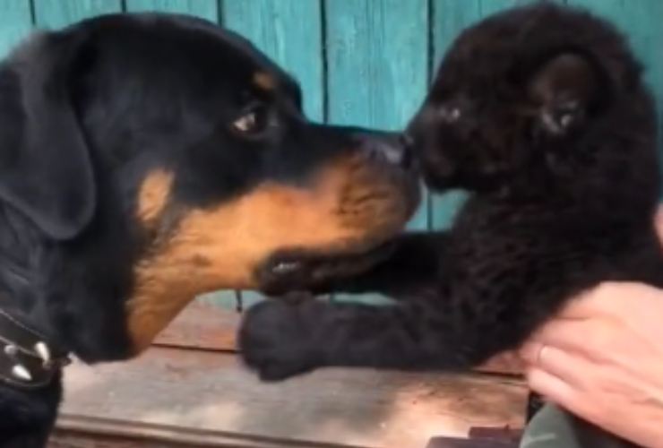 Rottweiler e pantera si annusano