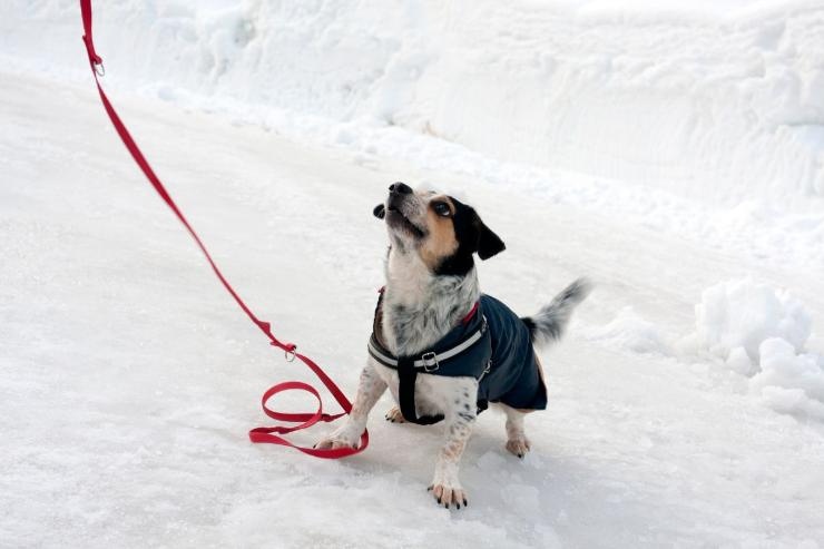 Vacanze neve cane