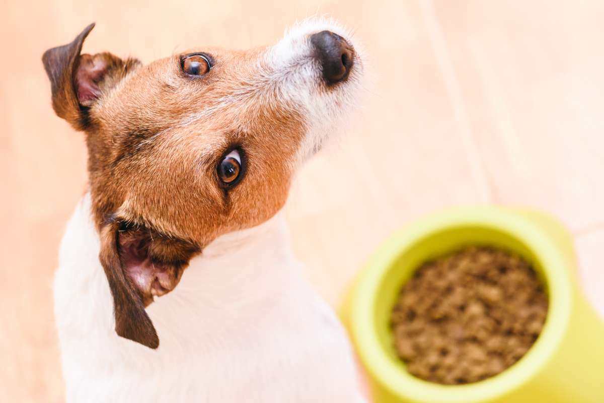 Crocchette per cani Altroconsumo