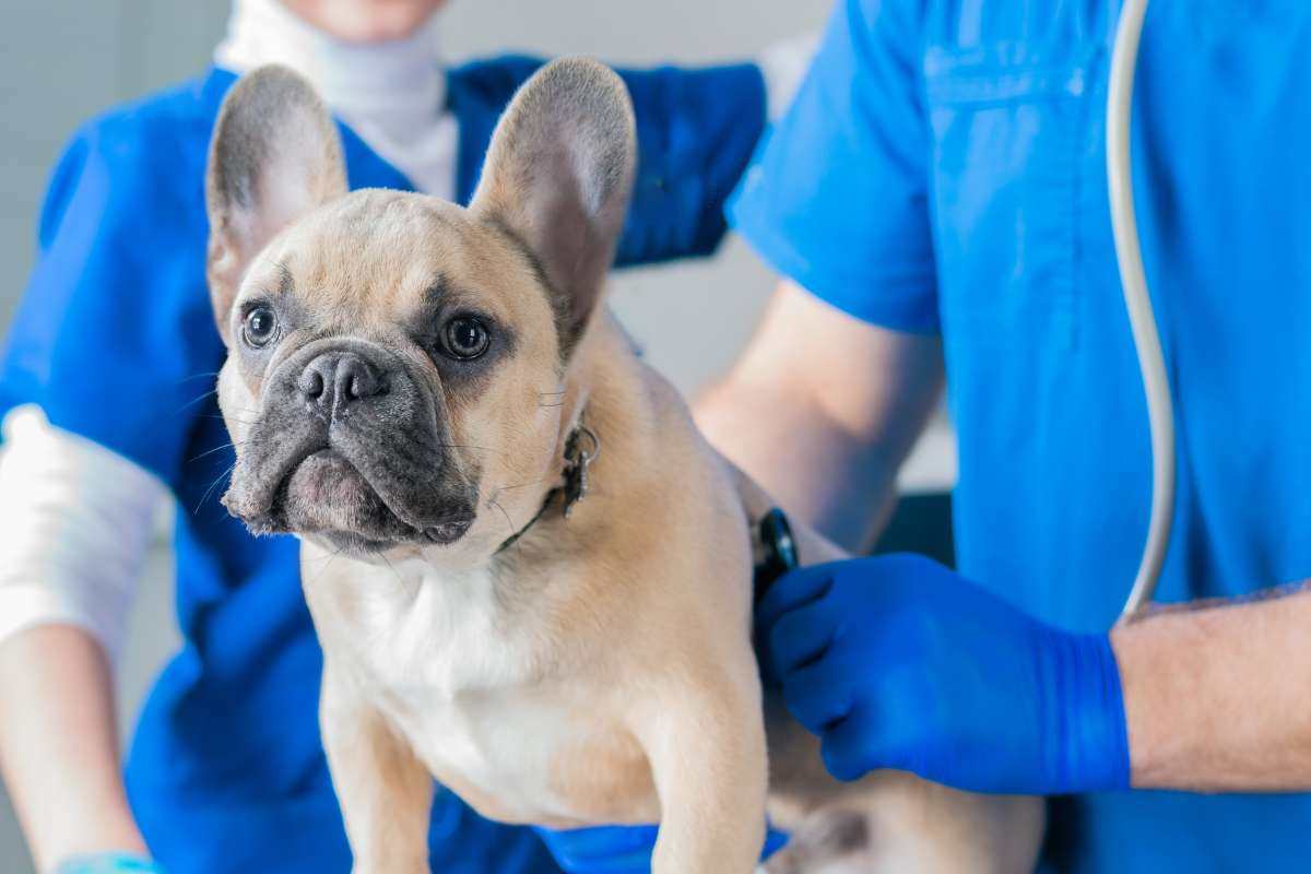 Pronto soccorso per animali