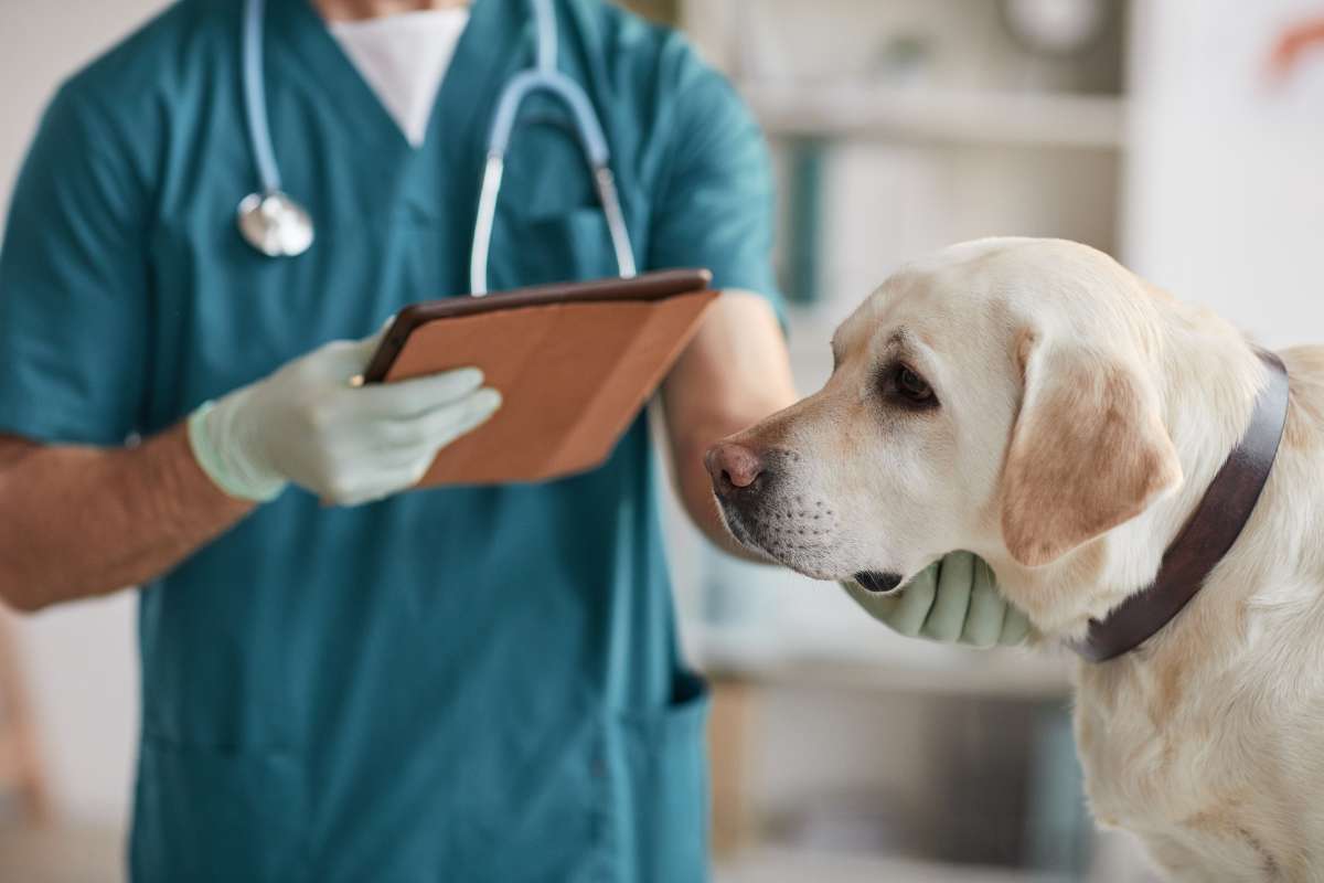 cane veterinario sintomi allarme