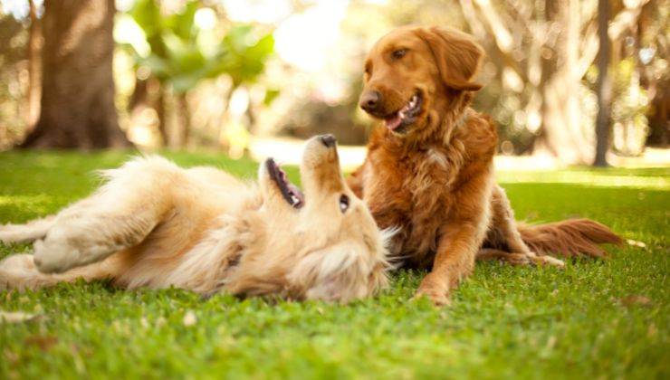 Il video sorprendente di un cane: cosa nel giorno del suo compleanno