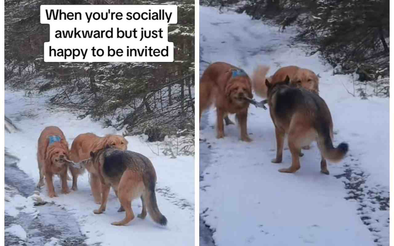Non tutti i cani amano socializzare