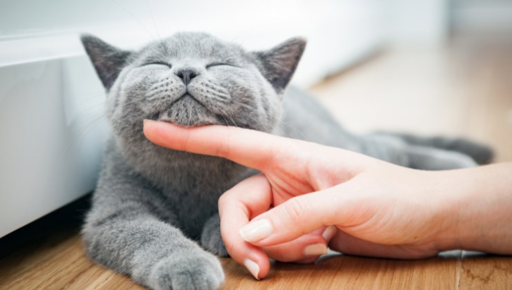 Gatto beccato nella dispensa: cosa ha fatto