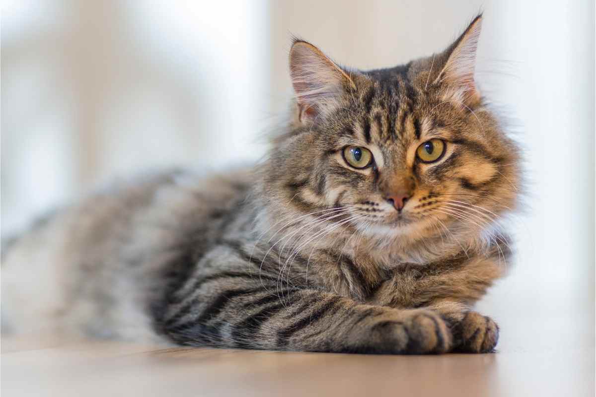 Gatto beccato nella dispensa: cosa ha fatto