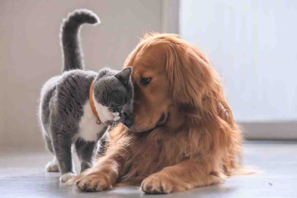 Gatto e cane 