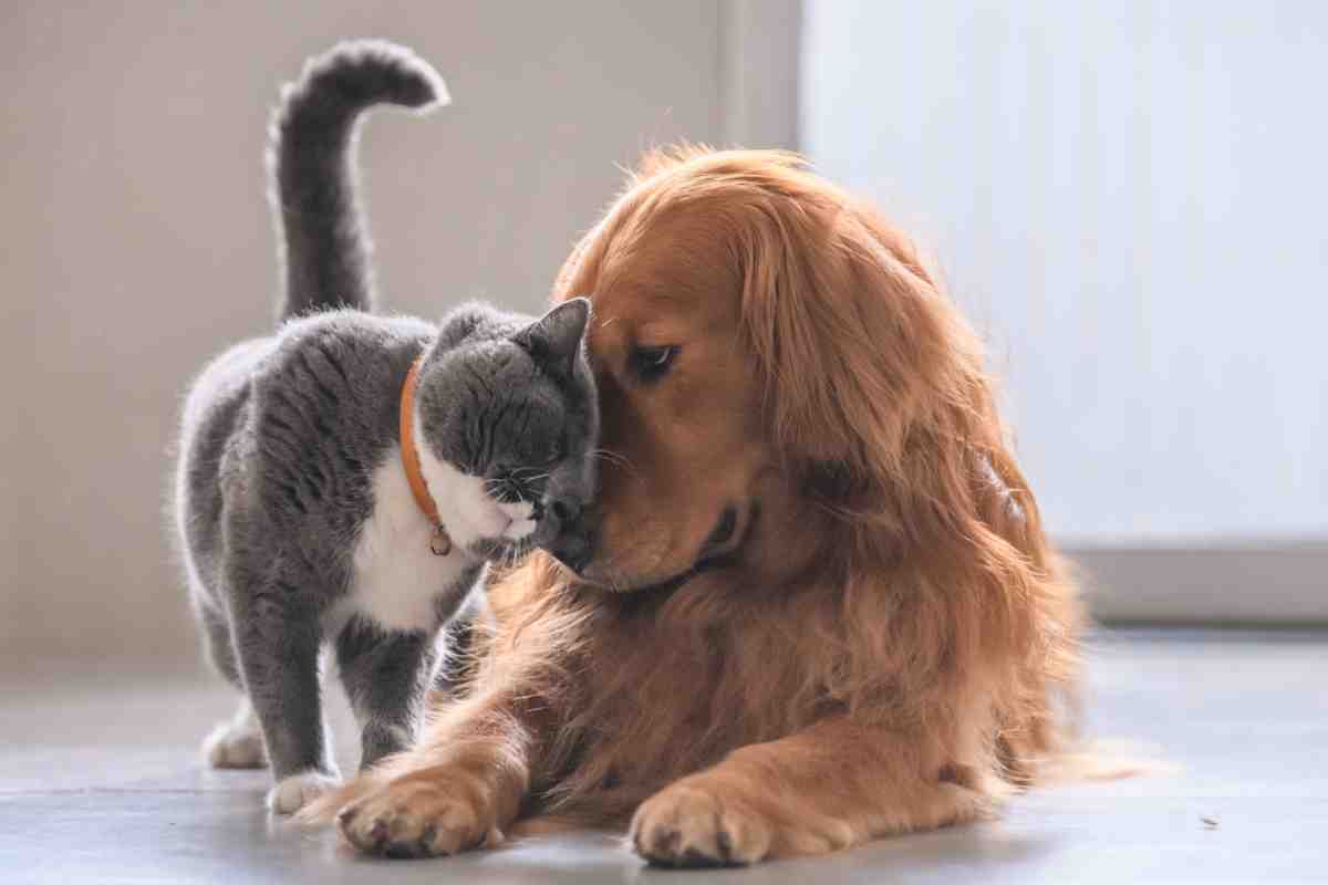 Gatto e cane