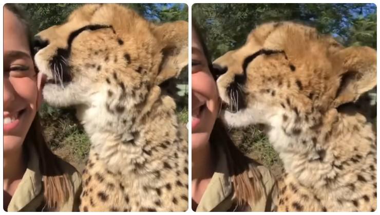 Il video virale del ghepardo fa impazzire il web