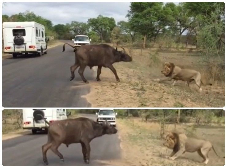 il bufalo si gira verso il leone