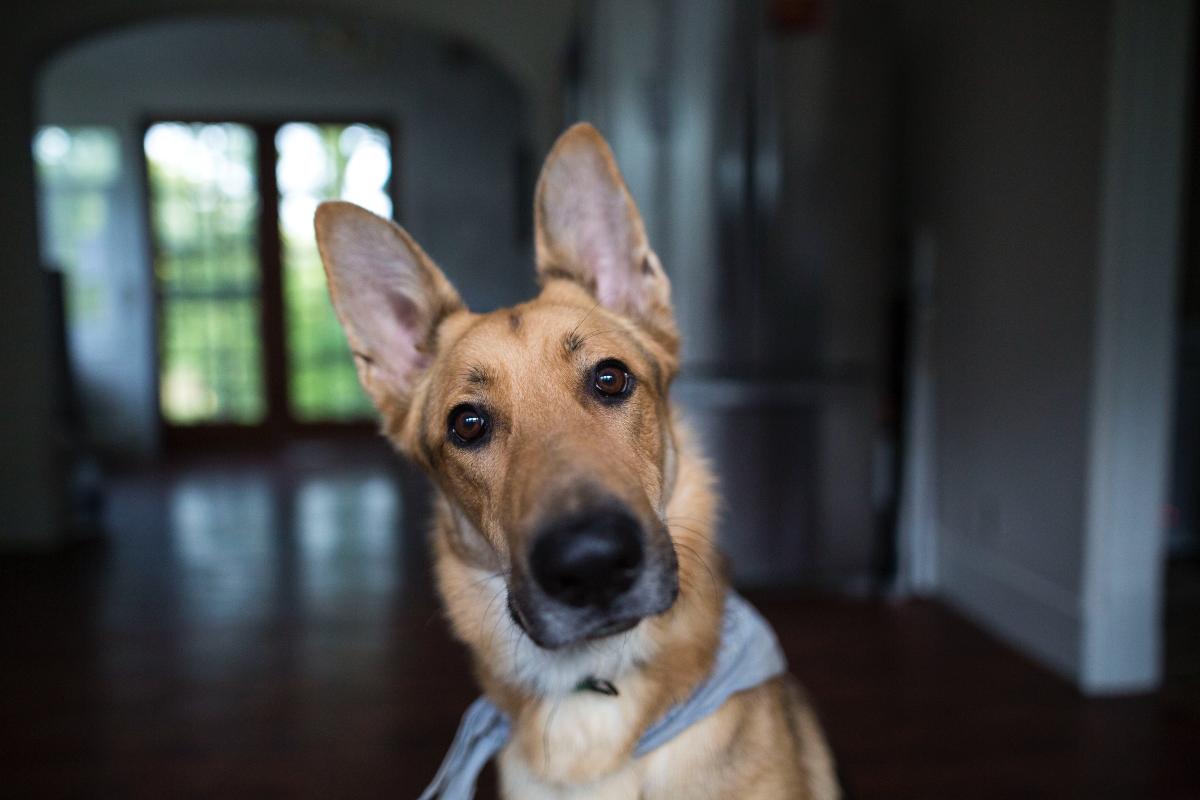 Cosa succede se non si puliscono le orecchie del cane