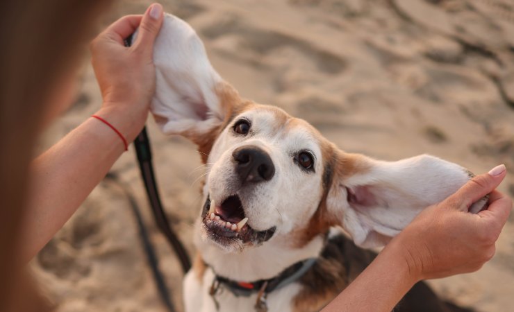 Cosa succede se non si puliscono le orecchie del cane