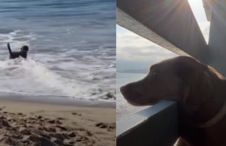 labrador leone marino