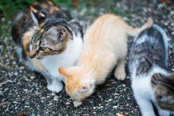 personalità del tuo gatto