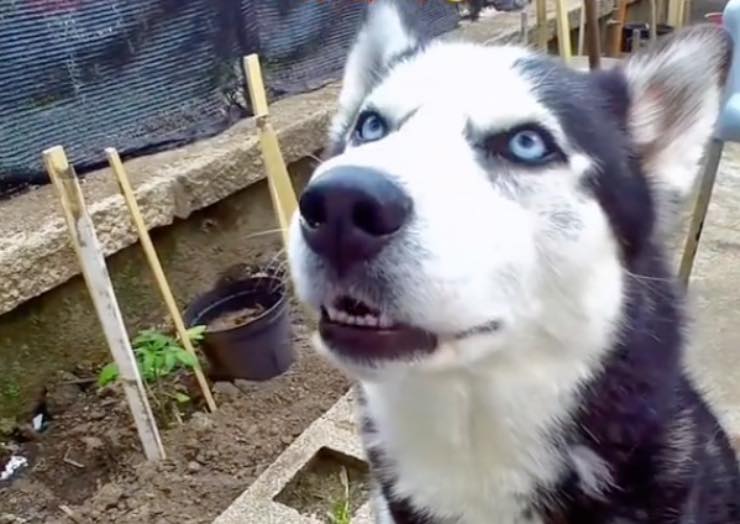 Questo husky parla come un umano, il video è virale