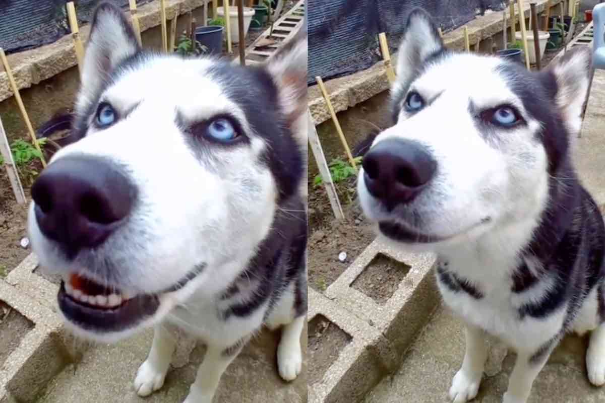 Avete mai visto un cane che parla? Questo husky lo fa benissimo