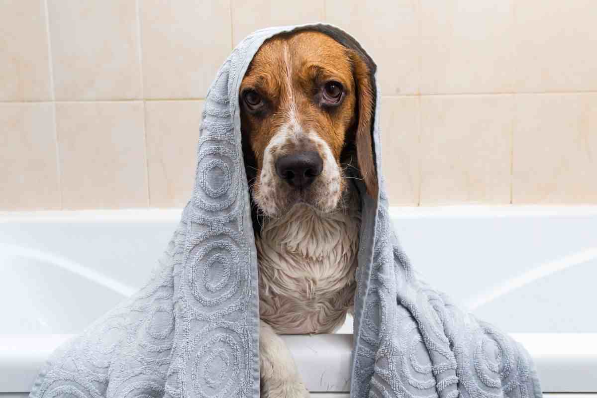 bagno beagle
