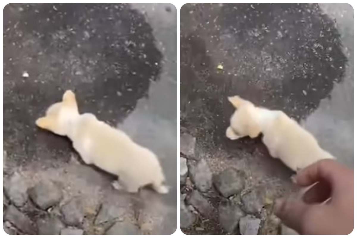 Cucciolo abbandonato al freddo