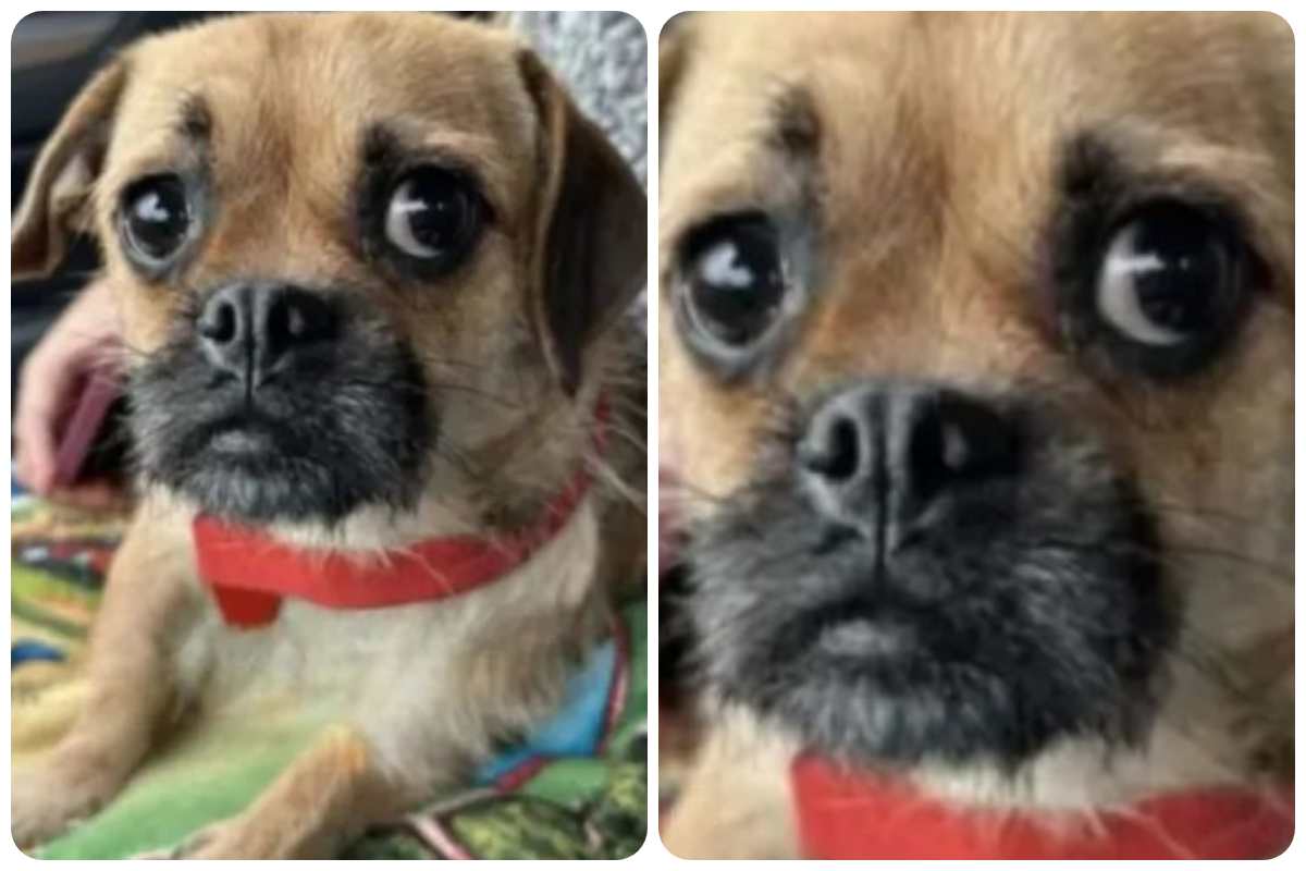 Cagnolina abbandonata