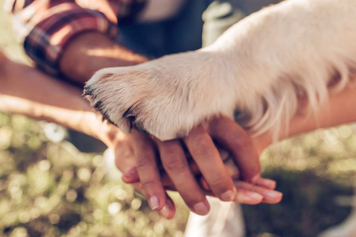 cane abbandonato nuova famiglia