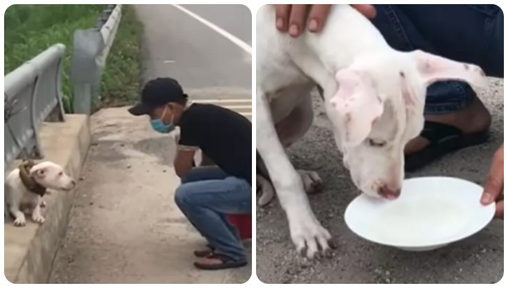 cane abbandono autostrada