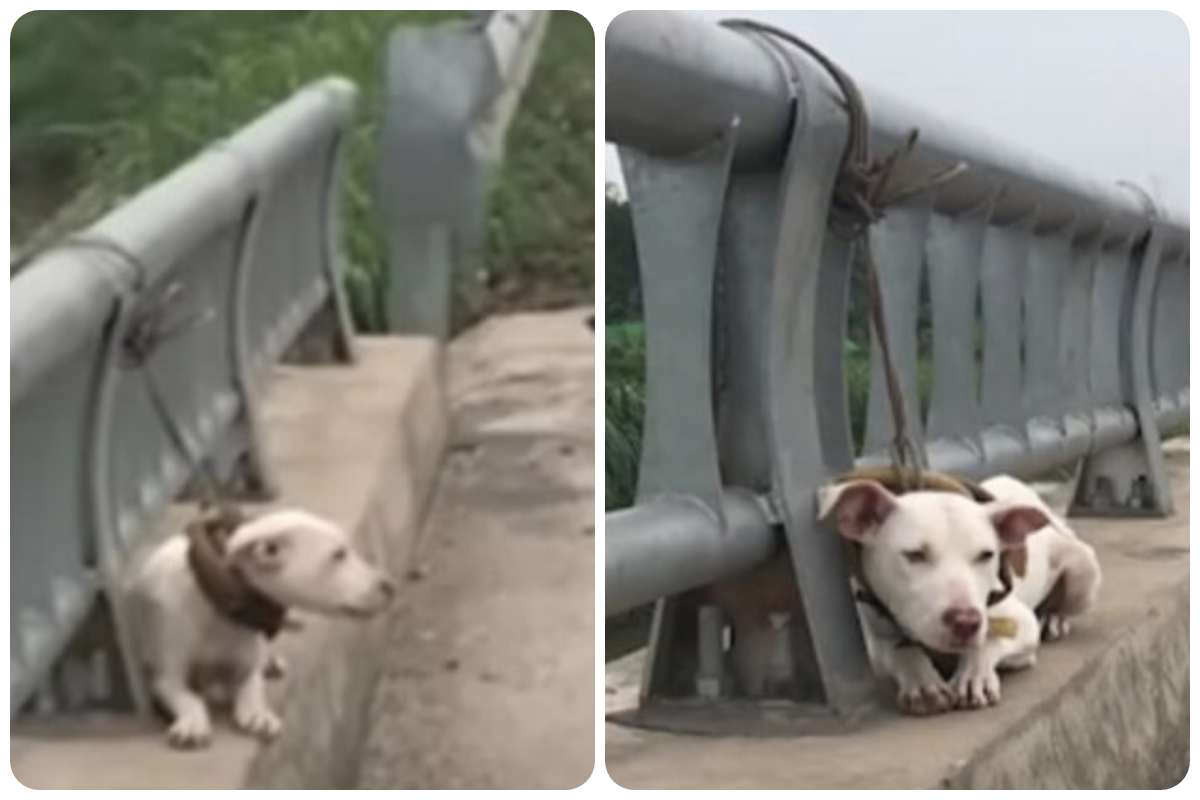 Cane abbandonato in autostrada