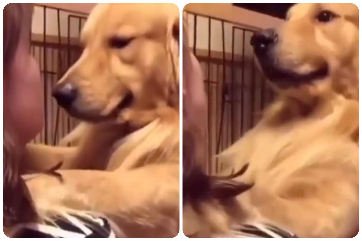 Golden retriver adottato