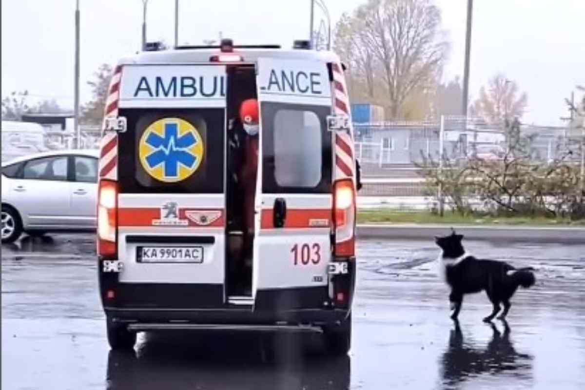 cane segue padrone in ambulanza