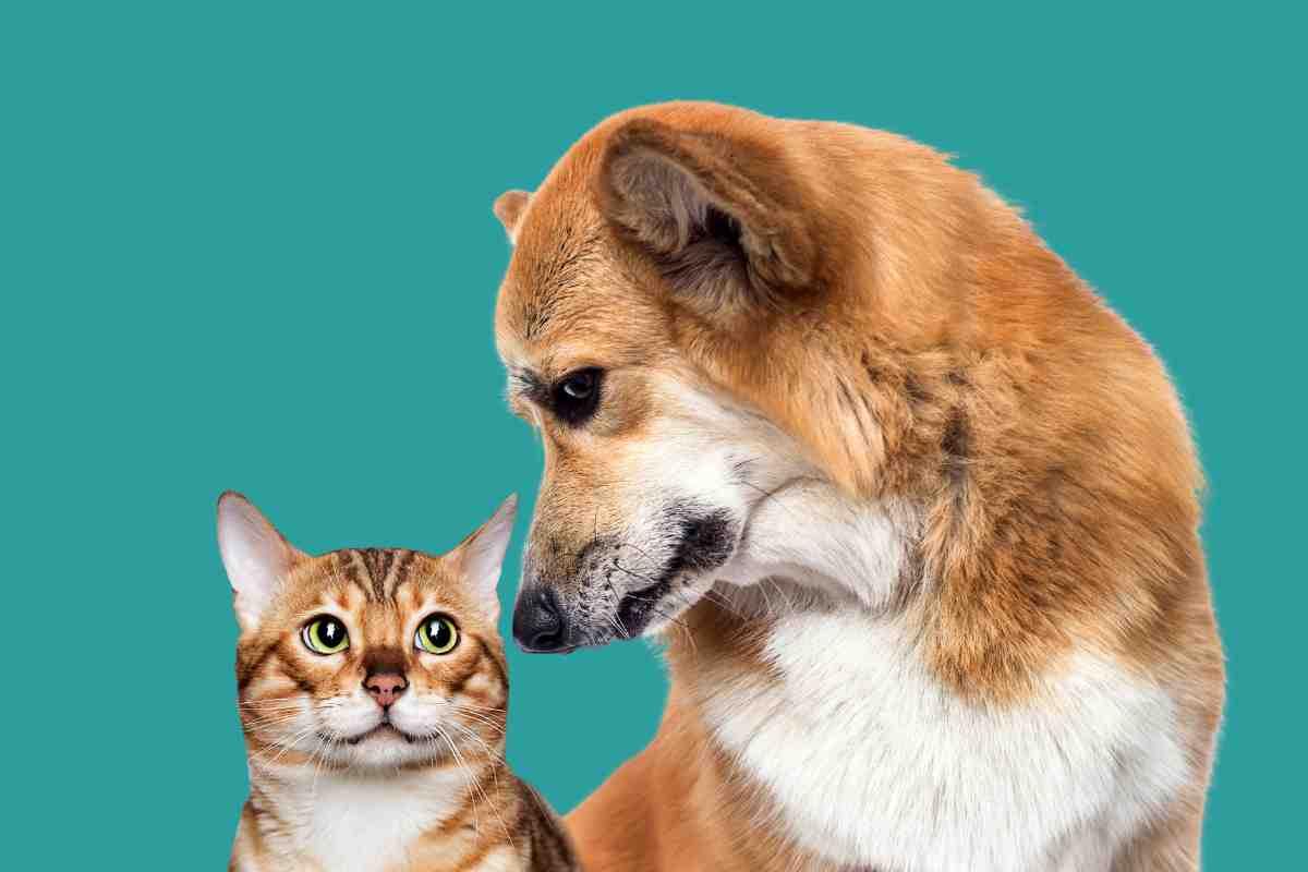 gattino aiuta cane cieco