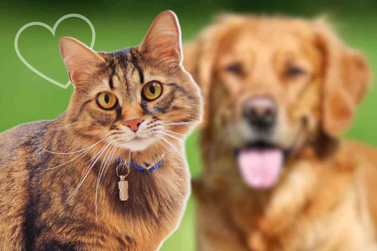 gatto e cane cieco amici per la pelle