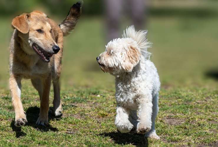 cagnolina incinta