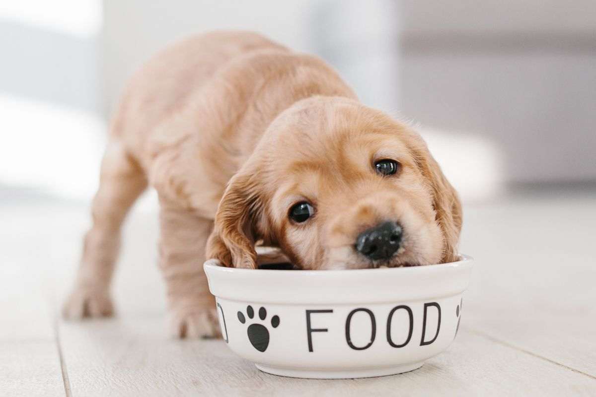 perché il cane mangia l'erba