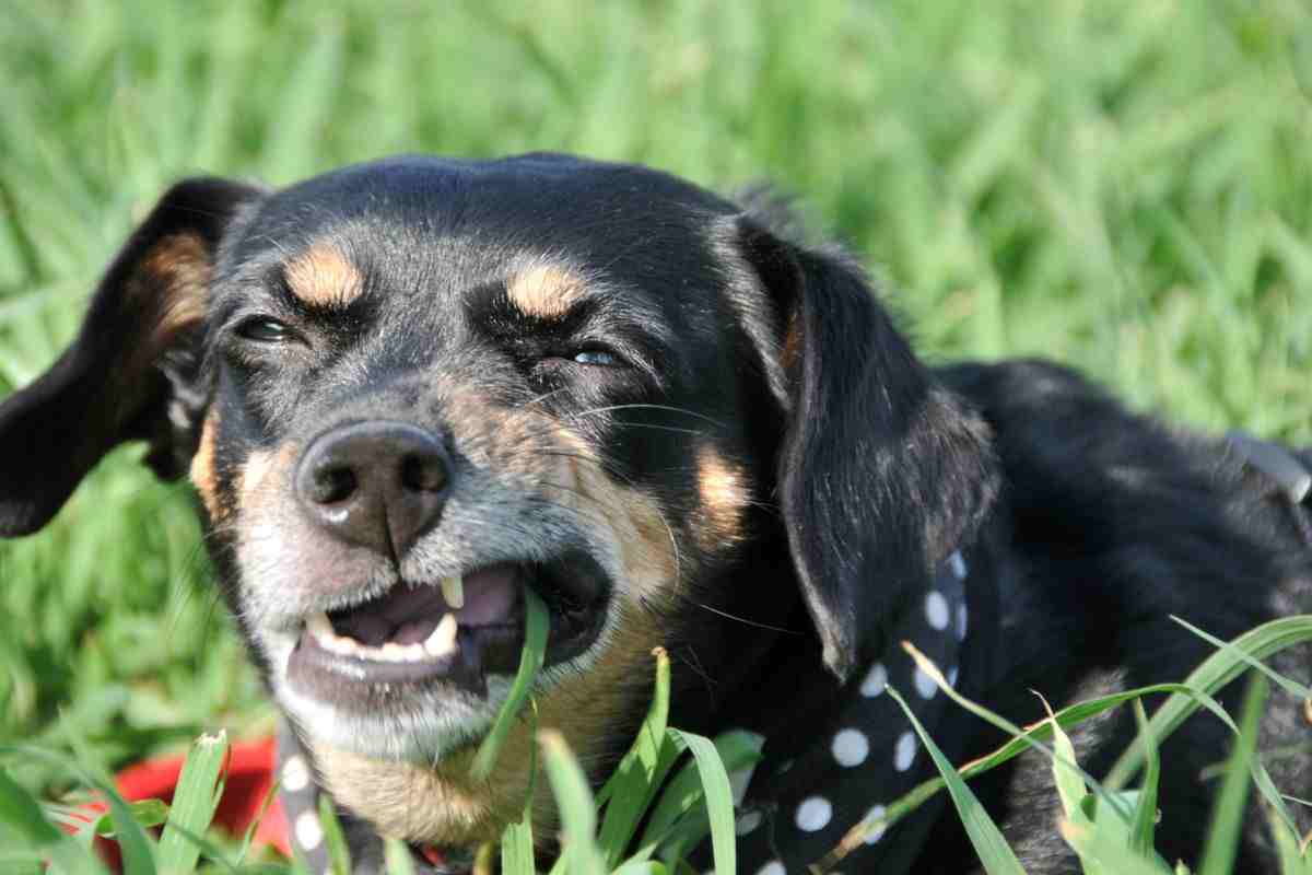 cane mal di pancia