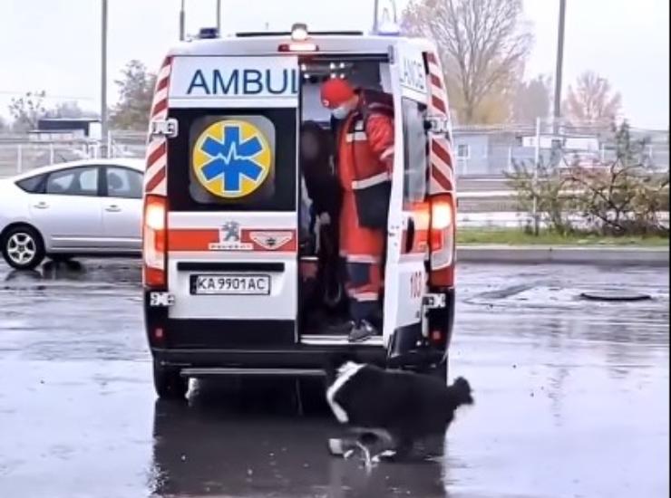 Cane ambulanza gesto medici